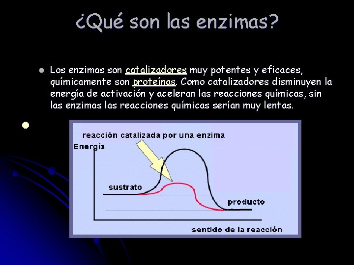 ¿Qué son las enzimas? l l Los enzimas son catalizadores muy potentes y eficaces,