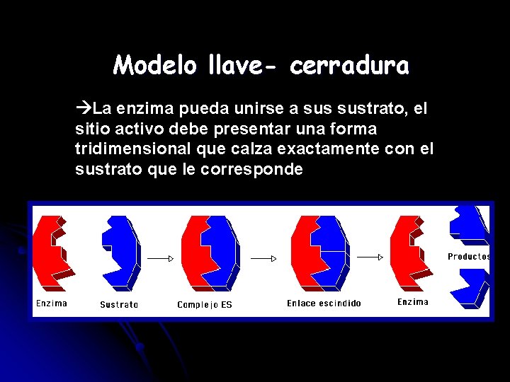 Modelo llave- cerradura La enzima pueda unirse a sustrato, el sitio activo debe presentar