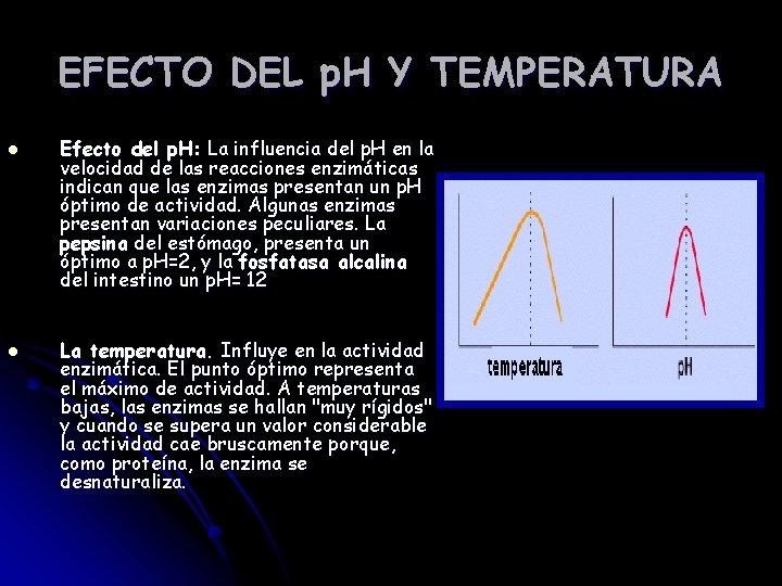 EFECTO DEL p. H Y TEMPERATURA l l Efecto del p. H: La influencia