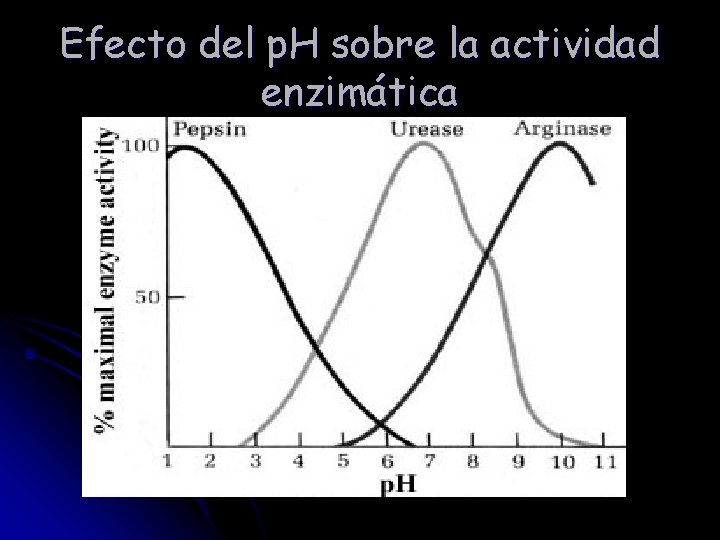 Efecto del p. H sobre la actividad enzimática 