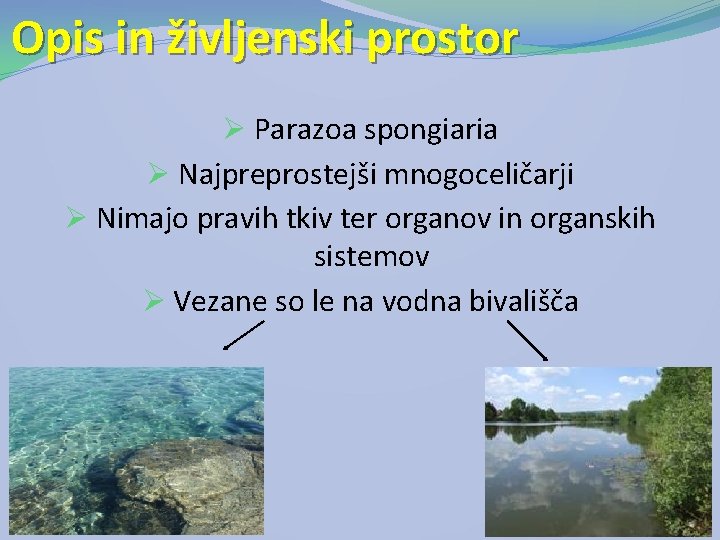 Opis in življenski prostor Ø Parazoa spongiaria Ø Najpreprostejši mnogoceličarji Ø Nimajo pravih tkiv