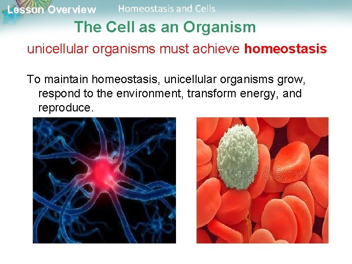 Lesson Overview Homeostasis and Cells The Cell as an Organism unicellular organisms must achieve