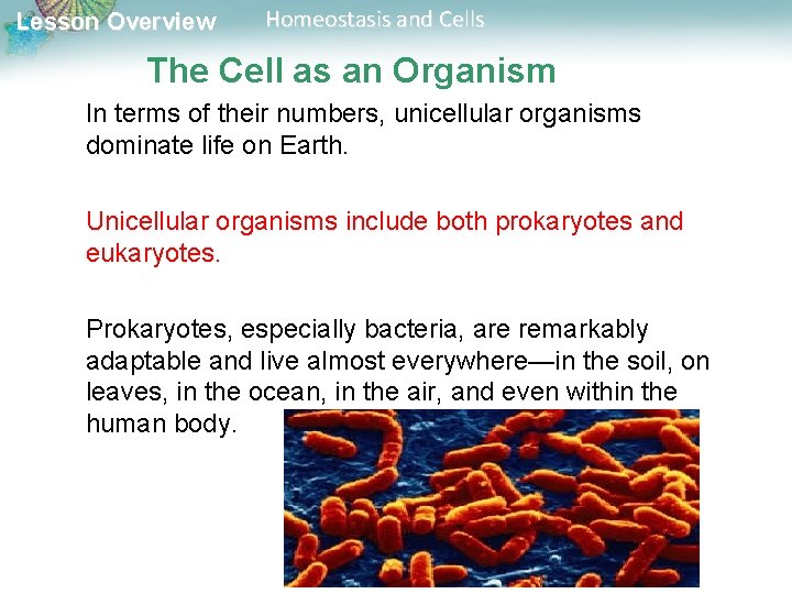 Lesson Overview Homeostasis and Cells The Cell as an Organism In terms of their