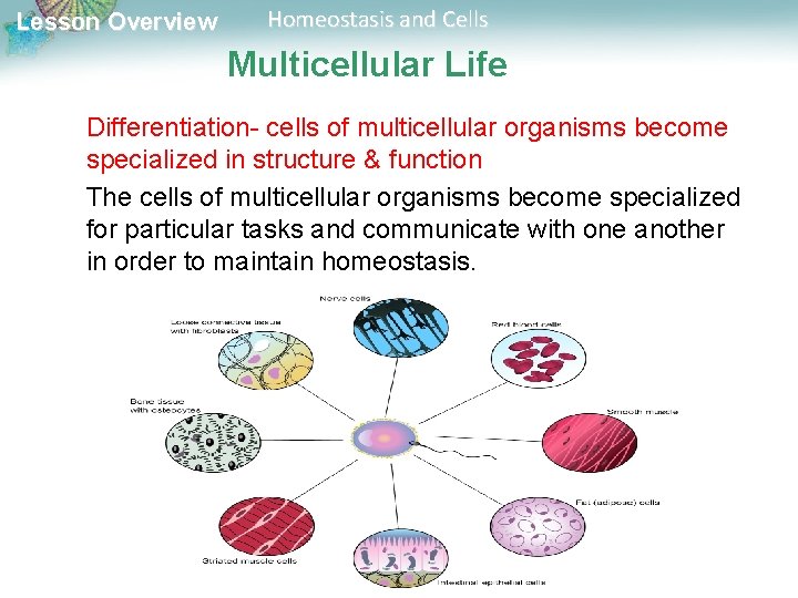 Lesson Overview Homeostasis and Cells Multicellular Life Differentiation- cells of multicellular organisms become specialized