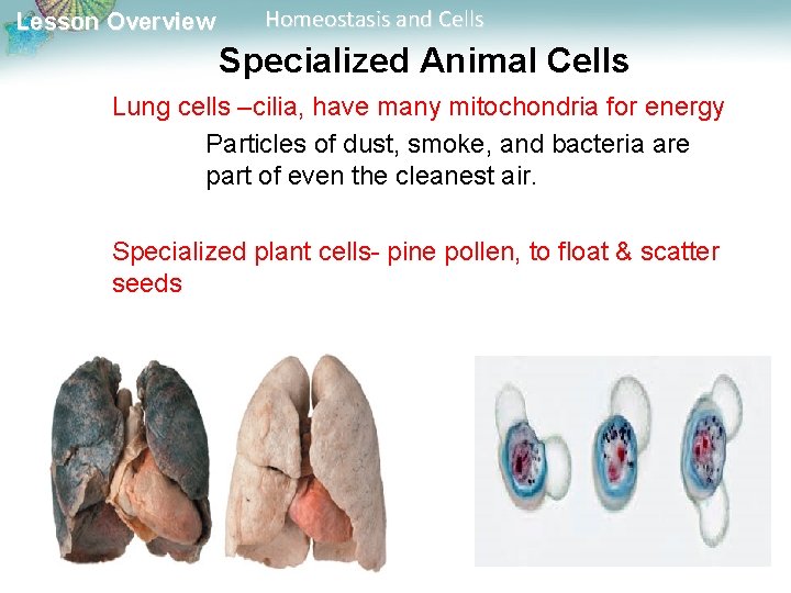 Lesson Overview Homeostasis and Cells Specialized Animal Cells Lung cells –cilia, have many mitochondria