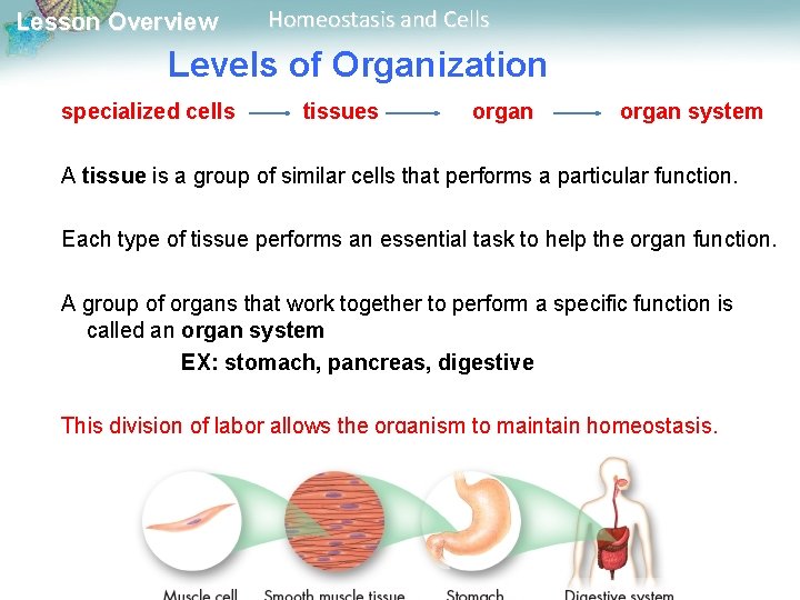 Lesson Overview Homeostasis and Cells Levels of Organization specialized cells tissues organ system A