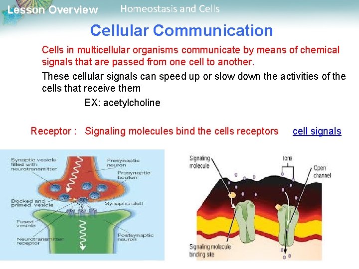 Lesson Overview Homeostasis and Cells Cellular Communication Cells in multicellular organisms communicate by means