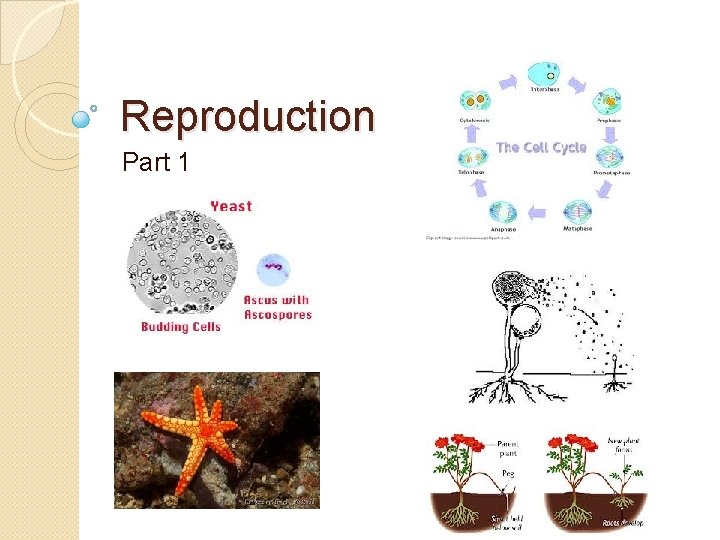 Reproduction Part 1 