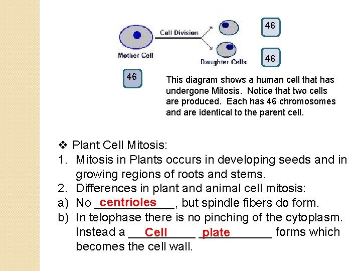 46 46 46 This diagram shows a human cell that has undergone Mitosis. Notice