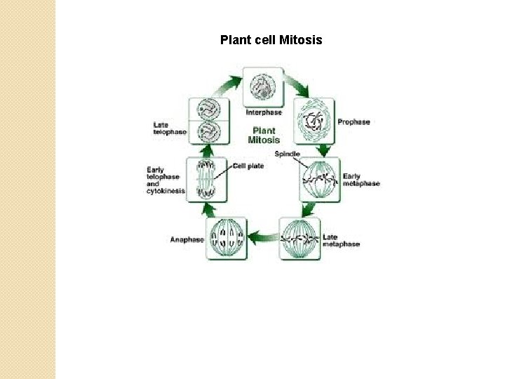 Plant cell Mitosis 