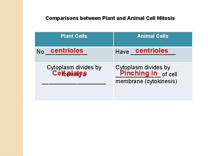 Comparisons between Plant and Animal Cell Mitosis Plant Cells centrioles No _______ Cytoplasm divides