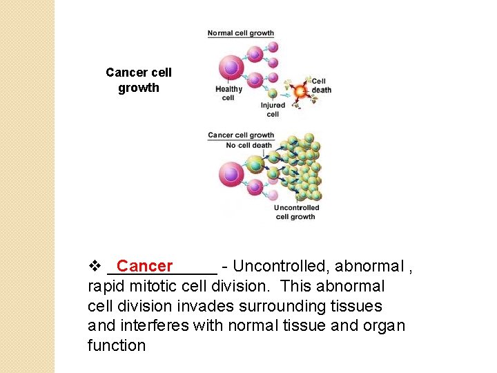 Cancer cell growth v ______ Cancer - Uncontrolled, abnormal , rapid mitotic cell division.