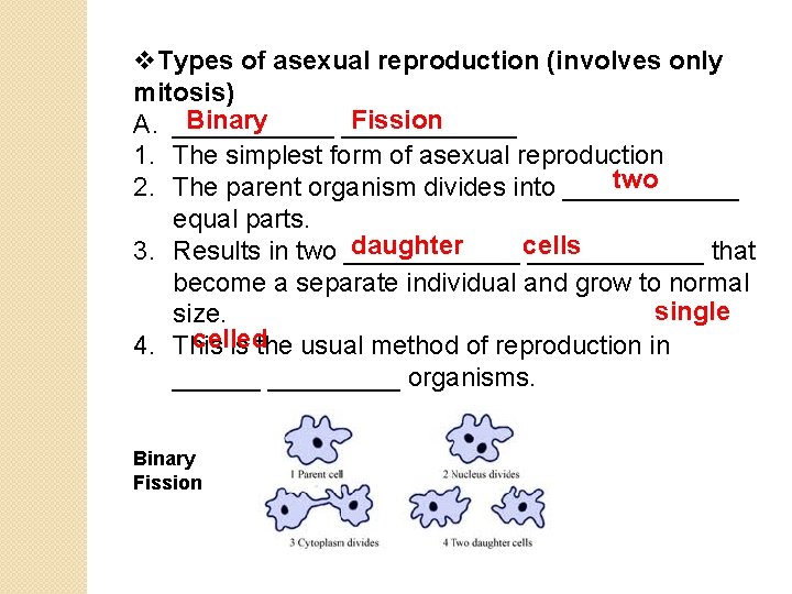 v. Types of asexual reproduction (involves only mitosis) Binary Fission A. ____________ 1. The