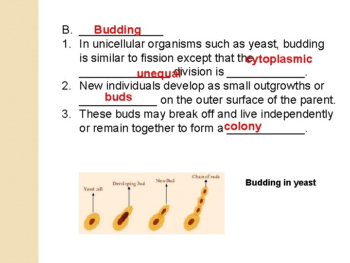 Budding B. _______ 1. In unicellular organisms such as yeast, budding is similar to