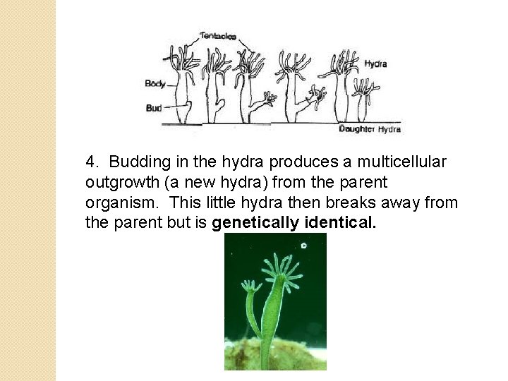 4. Budding in the hydra produces a multicellular outgrowth (a new hydra) from the