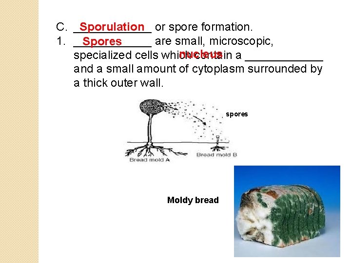 C. ______ Sporulation or spore formation. 1. ______ are small, microscopic, Spores nucleus specialized