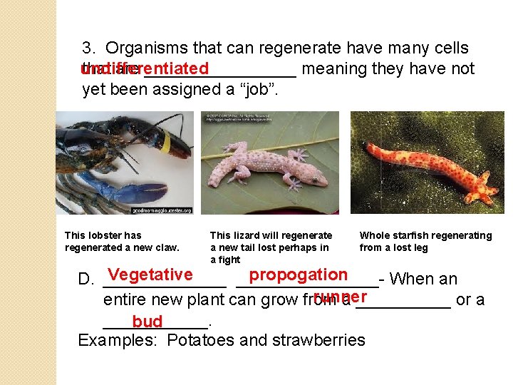 3. Organisms that can regenerate have many cells that are ________ meaning they have