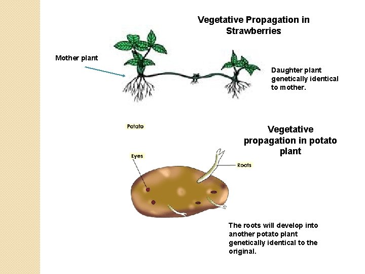 Vegetative Propagation in Strawberries Mother plant Daughter plant genetically identical to mother. Vegetative propagation