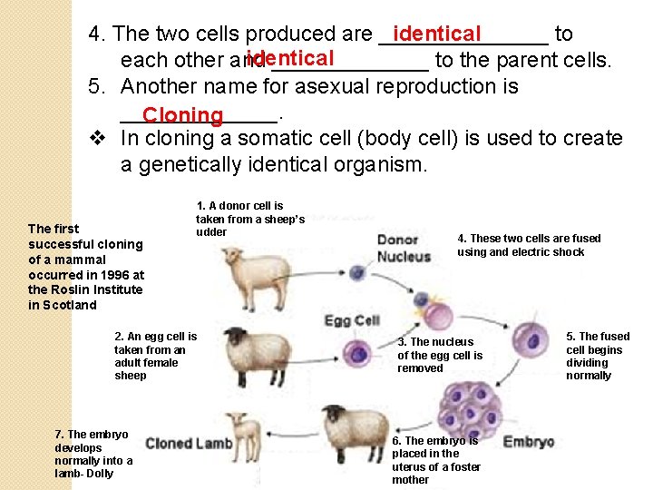 4. The two cells produced are _______ to identical each other and _______ to