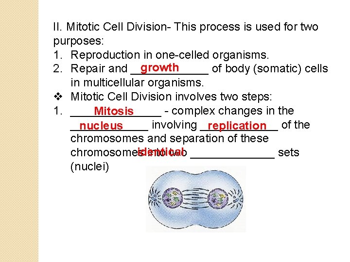 II. Mitotic Cell Division- This process is used for two purposes: 1. Reproduction in