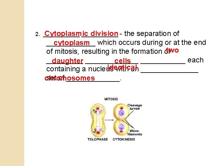 Cytoplasmic division 2. ____________ the separation of ______ cytoplasm which occurs during or at