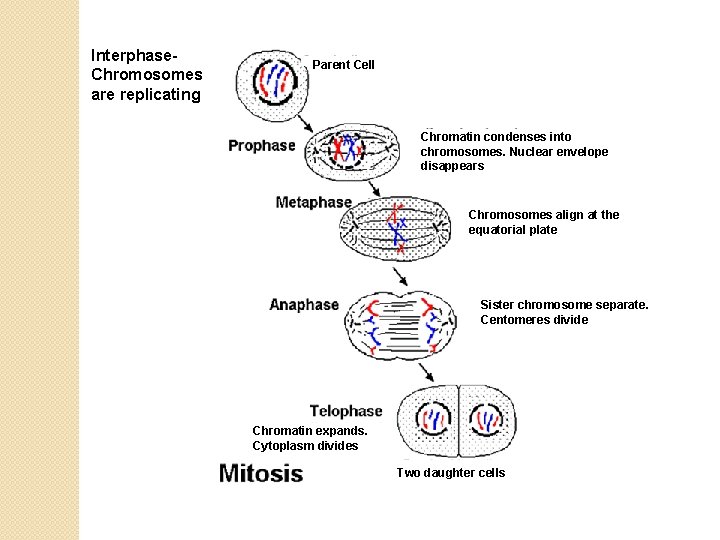 Interphase. Chromosomes are replicating Parent Cell Chromatin condenses into chromosomes. Nuclear envelope disappears Chromosomes