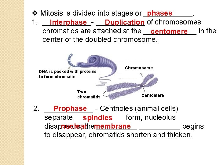 v Mitosis is divided into stages or ______. phases 1. ______Interphase ______ Duplication of