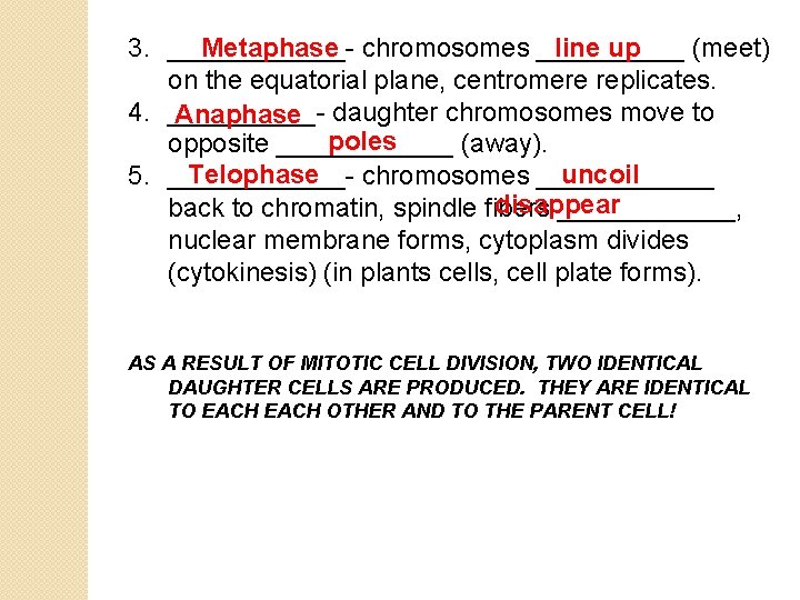 Metaphase chromosomes _____ line up 3. ______(meet) on the equatorial plane, centromere replicates. 4.