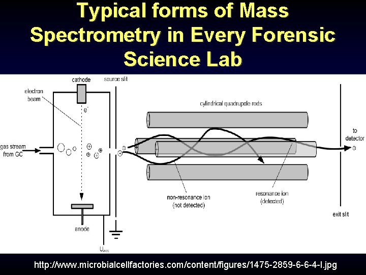 Typical forms of Mass Spectrometry in Every Forensic Science Lab Gas Chromatography-Mass Spectrometry (GC-MS) Typical forms of Mass Spectrometry in Every Forensic Science Lab Gas Chromatography-Mass Spectrometry (GC-MS)