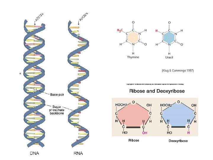 Dna Ribose Protein Synthesis Its All About Proteins make the