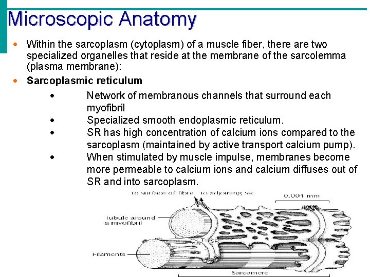 Microscopic Anatomy Within the sarcoplasm (cytoplasm) of a muscle fiber, there are two specialized