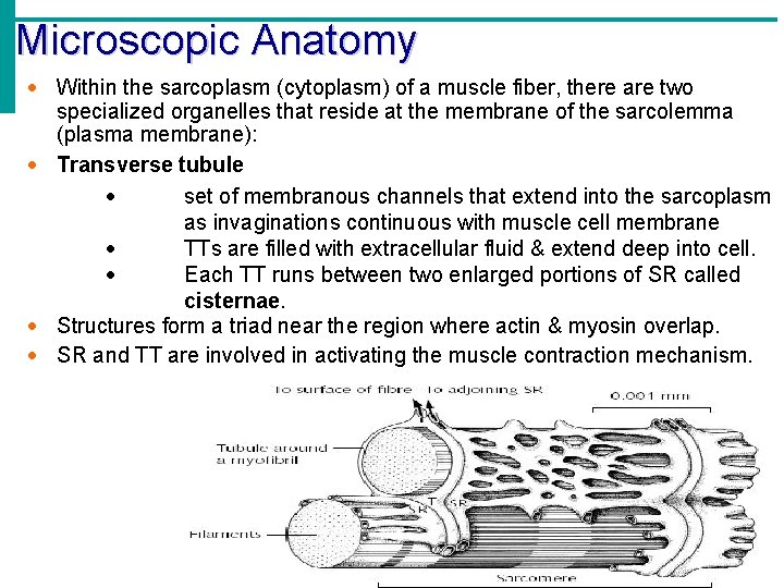 Microscopic Anatomy Within the sarcoplasm (cytoplasm) of a muscle fiber, there are two specialized