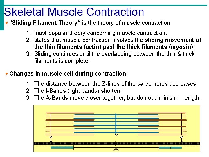 Skeletal Muscle Contraction "Sliding Filament Theory“ is theory of muscle contraction 1. most popular