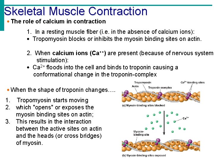 Skeletal Muscle Contraction The role of calcium in contraction 1. In a resting muscle