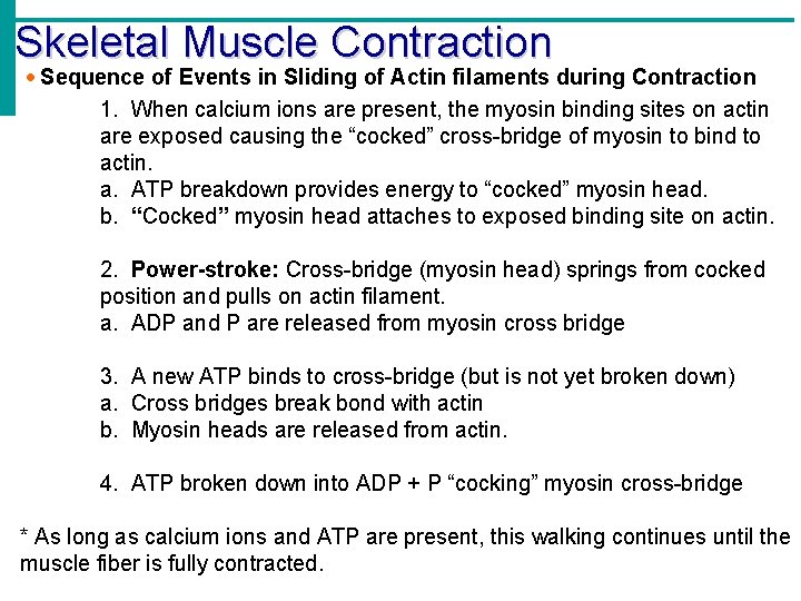Skeletal Muscle Contraction Sequence of Events in Sliding of Actin filaments during Contraction 1.