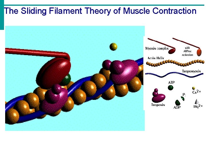 The Sliding Filament Theory of Muscle Contraction 