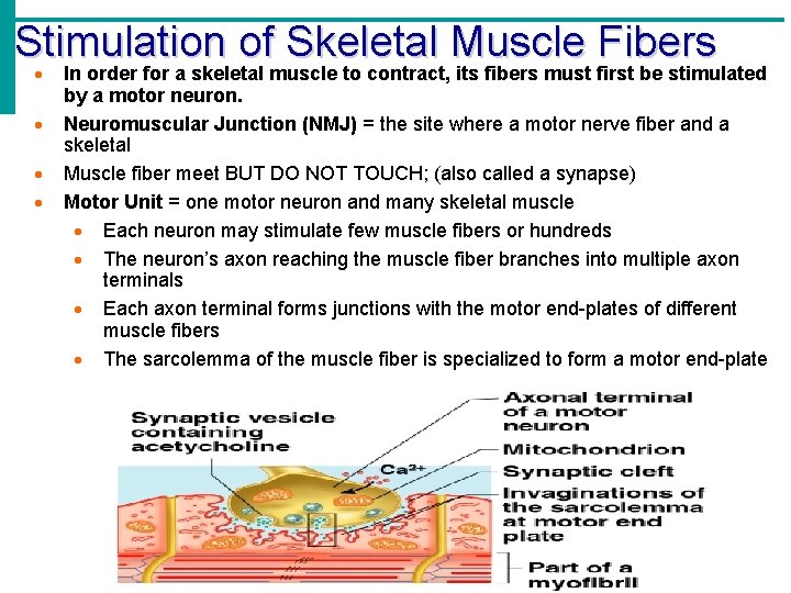 Stimulation of Skeletal Muscle Fibers In order for a skeletal muscle to contract, its