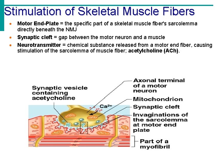 Stimulation of Skeletal Muscle Fibers Motor End-Plate = the specific part of a skeletal