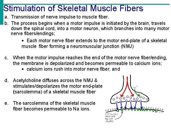 Stimulation of Skeletal Muscle Fibers a. Transmission of nerve impulse to muscle fiber. b.