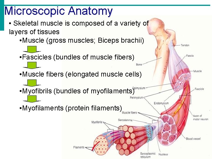 Microscopic Anatomy • Skeletal muscle is composed of a variety of layers of tissues