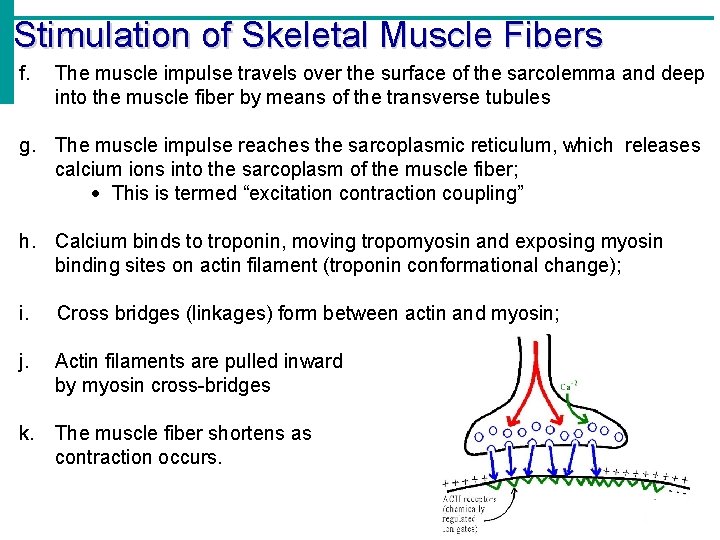 Stimulation of Skeletal Muscle Fibers f. The muscle impulse travels over the surface of