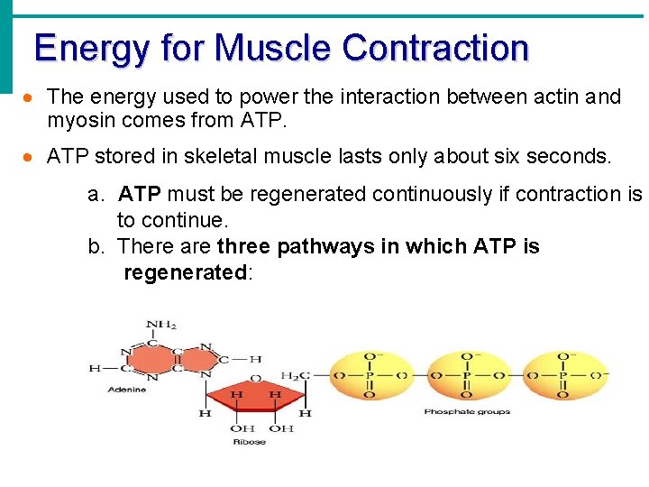Energy for Muscle Contraction The energy used to power the interaction between actin and