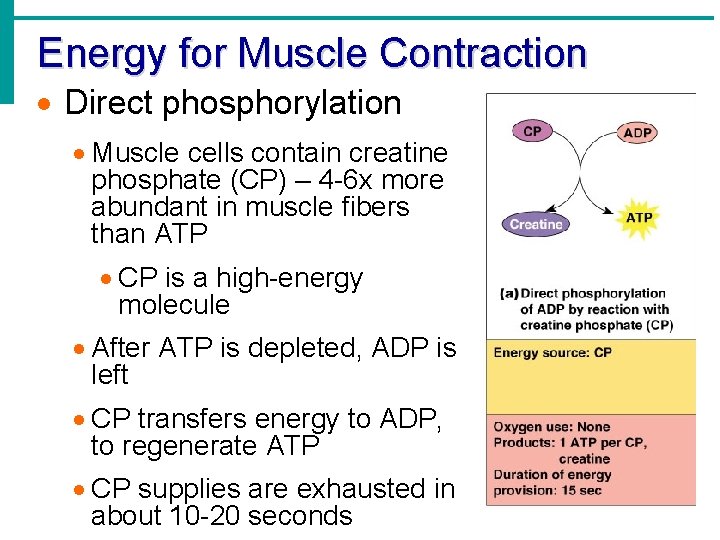 Energy for Muscle Contraction Direct phosphorylation Muscle cells contain creatine phosphate (CP) – 4