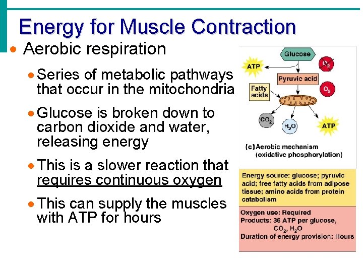 Energy for Muscle Contraction Aerobic respiration Series of metabolic pathways that occur in the