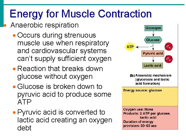 Energy for Muscle Contraction Anaerobic respiration Occurs during strenuous muscle use when respiratory and