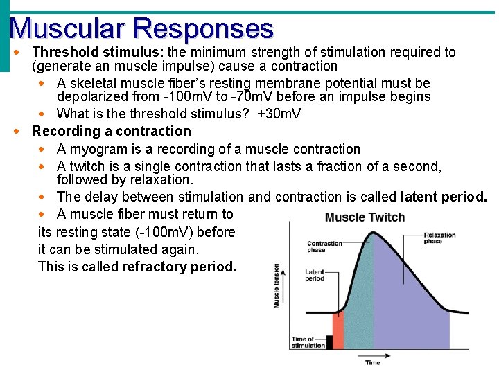 Muscular Responses Threshold stimulus: the minimum strength of stimulation required to (generate an muscle