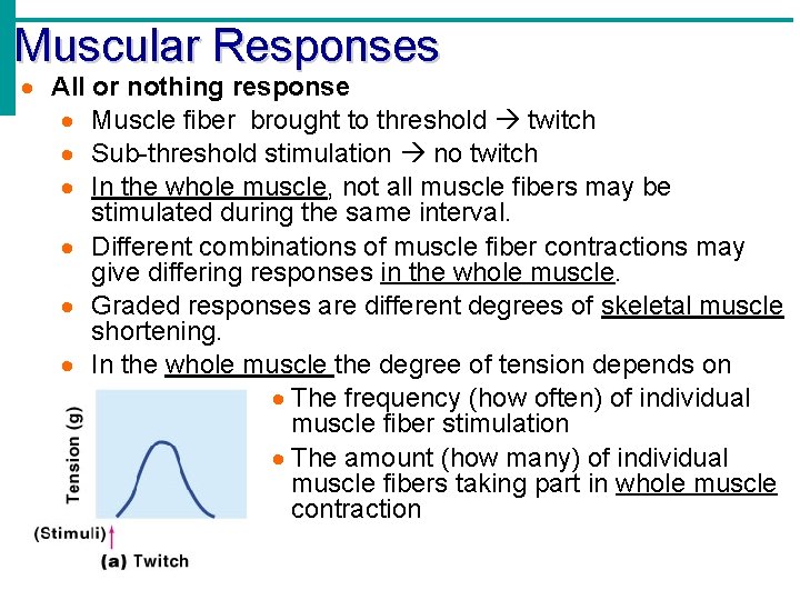 Muscular Responses All or nothing response Muscle fiber brought to threshold twitch Sub-threshold stimulation