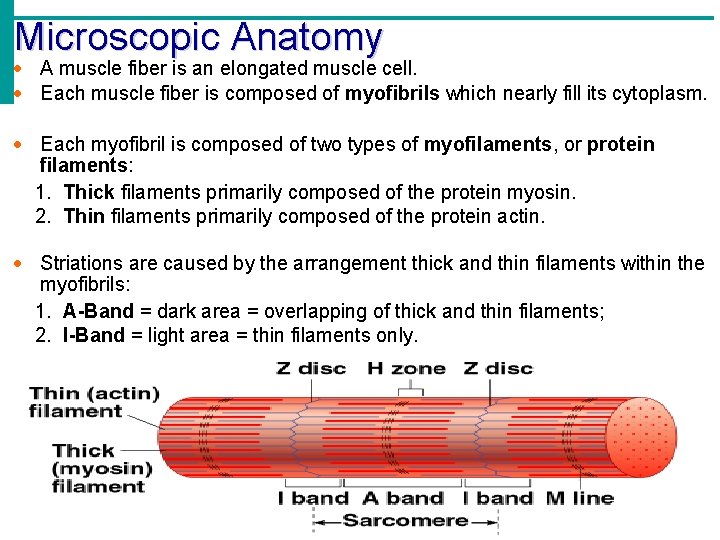 Microscopic Anatomy A muscle fiber is an elongated muscle cell. Each muscle fiber is