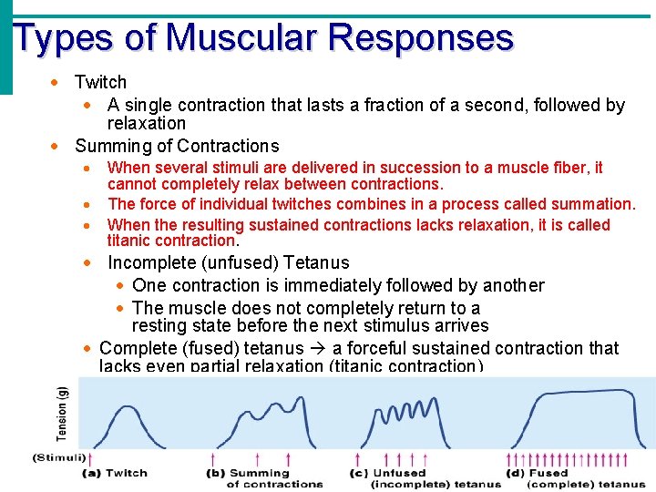 Types of Muscular Responses Twitch A single contraction that lasts a fraction of a