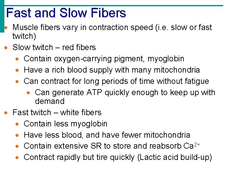 Fast and Slow Fibers Muscle fibers vary in contraction speed (i. e. slow or
